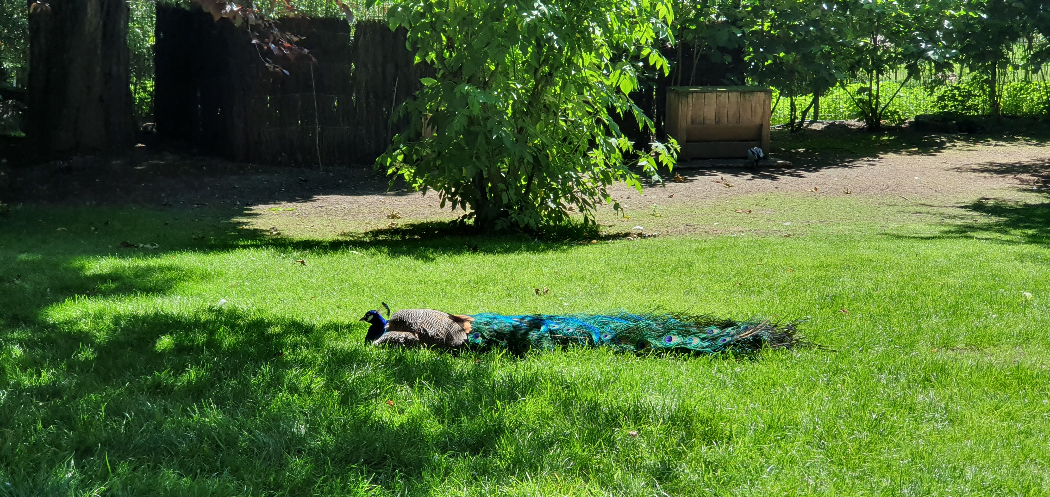 Samsung Galaxy S10 : ZOO de Beauval (41)