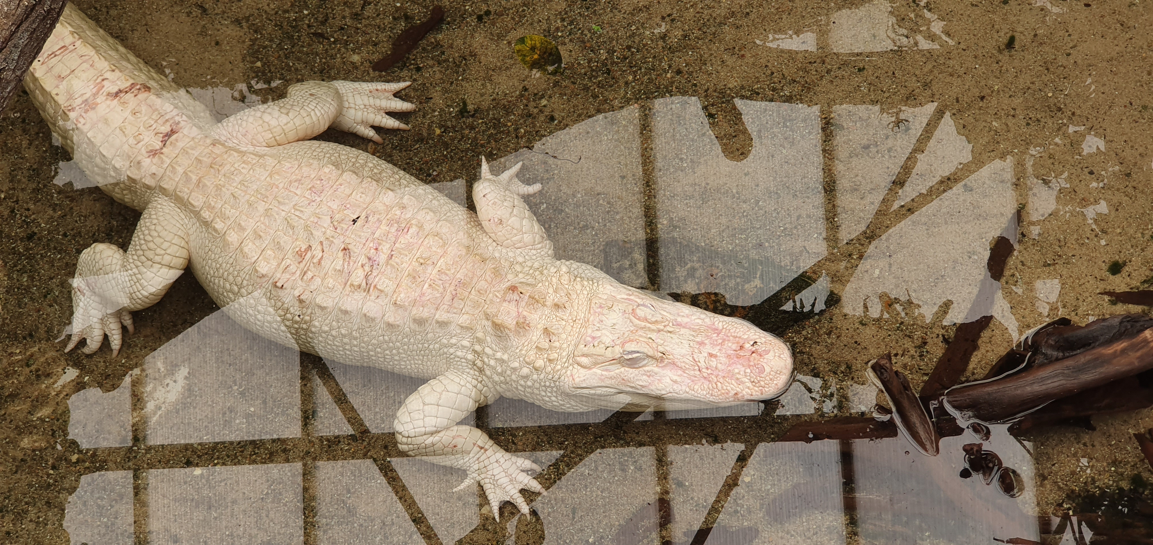 Samsung Galaxy S10 : ZOO de Beauval (41)