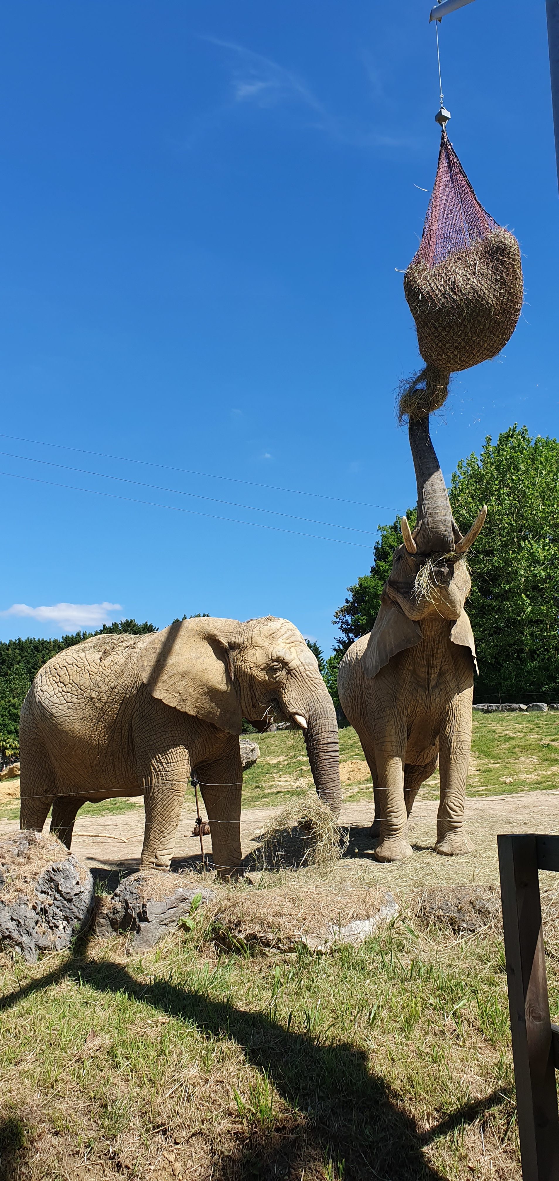 Samsung Galaxy S10 : ZOO de Beauval (41)
