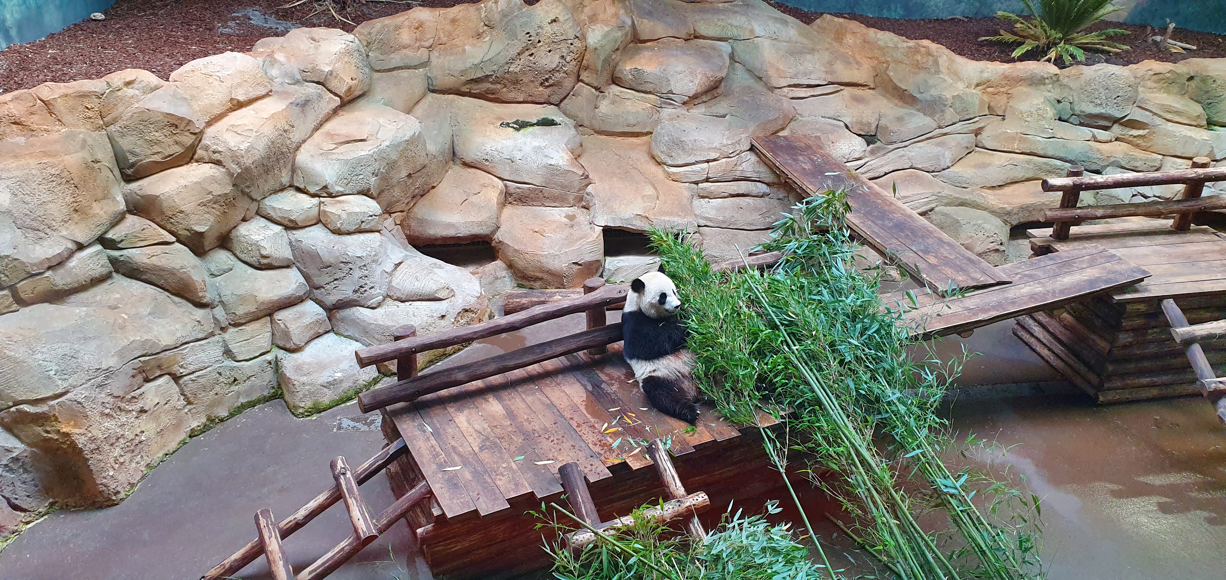 Samsung Galaxy S10 : ZOO de Beauval (41)